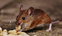 24 Hour & Emergency Exterminators in Il Ro Tax Div, IL